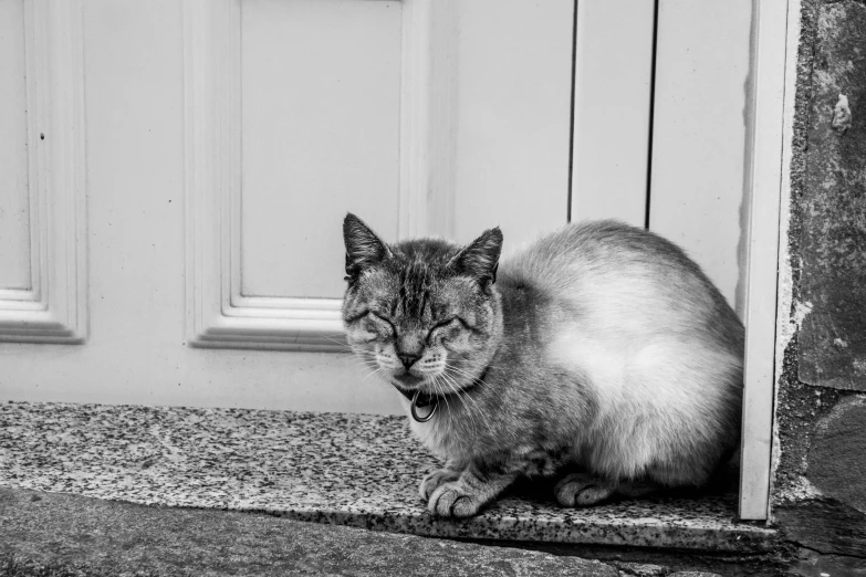 a cat that is sitting on some steps