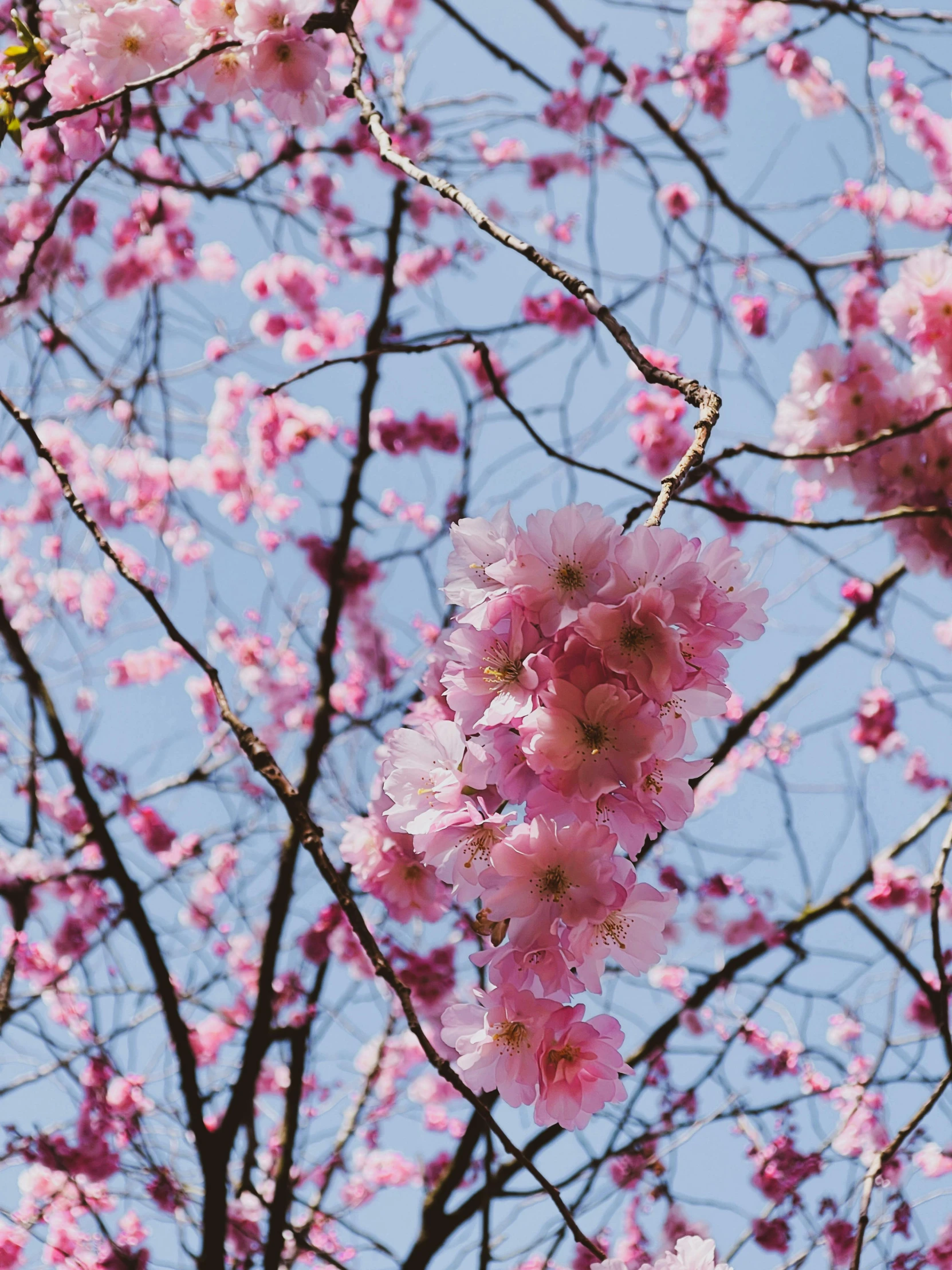 pink blossoms on a nch against the blue sky