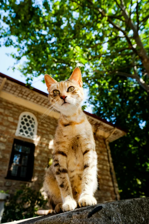 a cat sitting on top of a rock near a tree