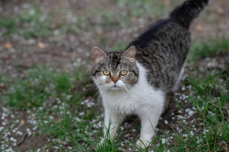 a cat that is standing in the grass