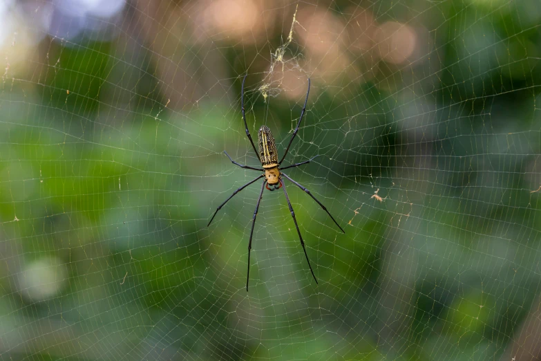 a yellow and black spider sitting on top of a web