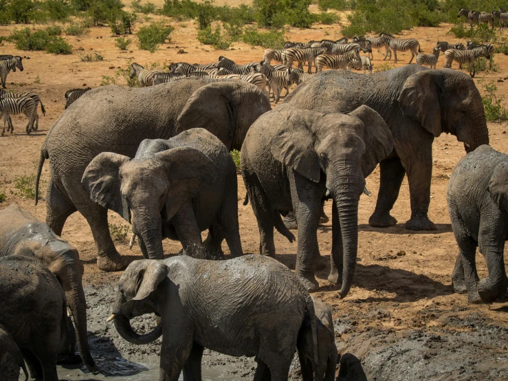 several elephants standing around in the dirt