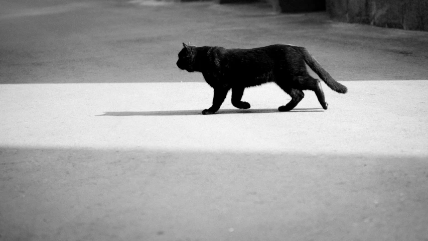 a cat walking on the street near brick buildings