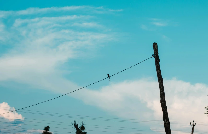 a bird sitting on a telephone line next to tall trees