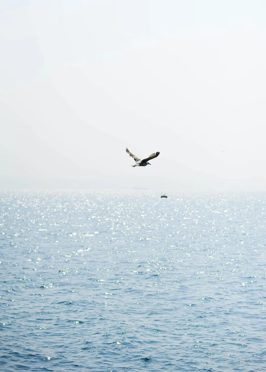 an eagle is flying over the water in the ocean