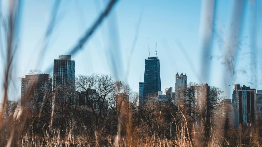 tall buildings in the distance are visible through some tall grass