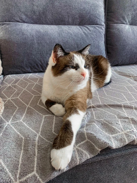 a large cat laying on top of a grey couch