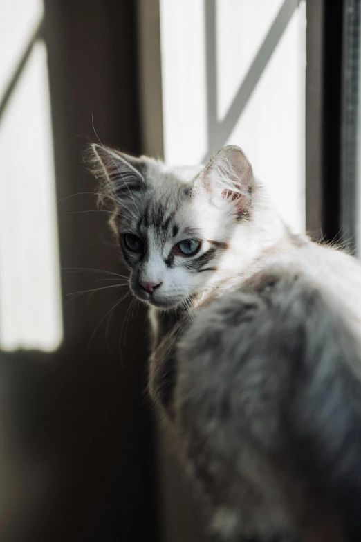 a small kitten looks out of the window