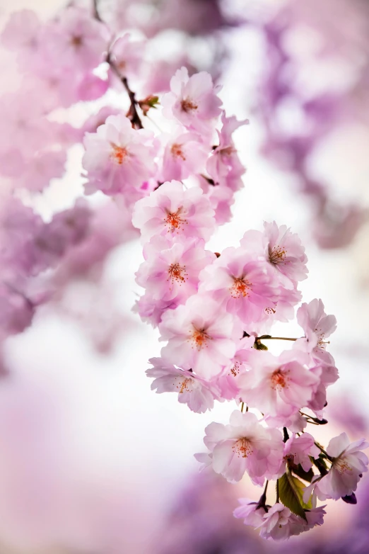 a close up of some pink flowers in the sky