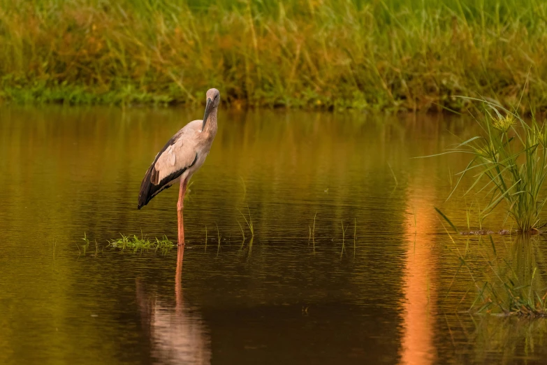 a large long necked bird with a long body of water in the foreground