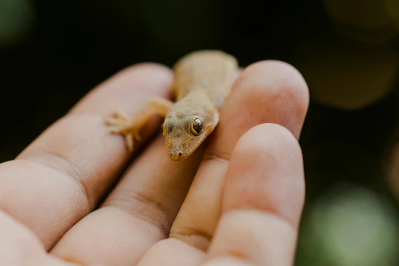 there is a small animal that is held in someone's hand