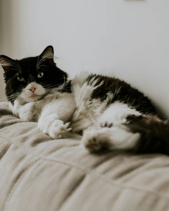 a black and white cat sitting on top of a couch