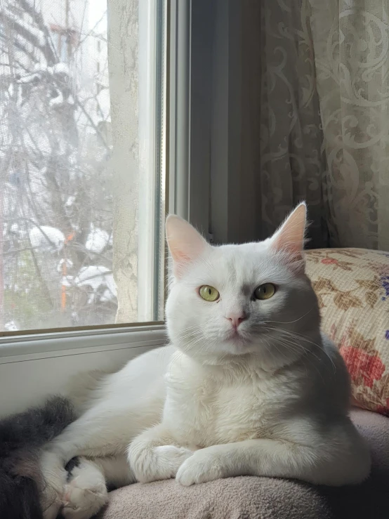 a cat is sitting on a cushion by a window