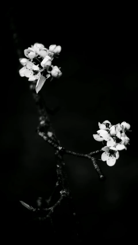 two small white flowers on a stem in black and white