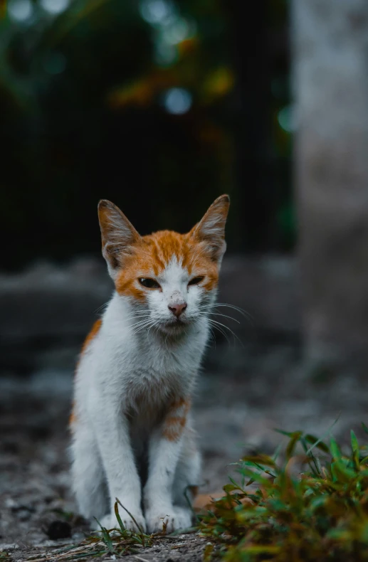 a small orange and white cat sitting on the ground