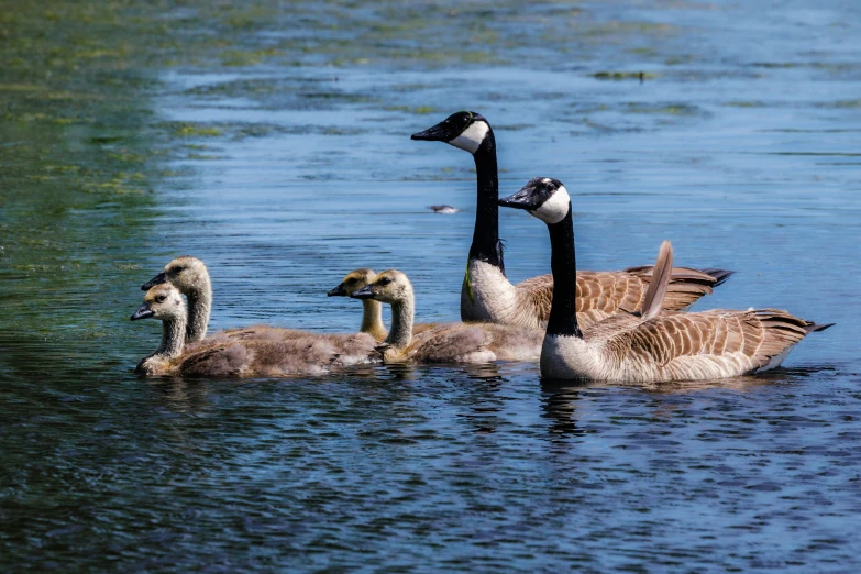 two baby geese stand next to their adult geese