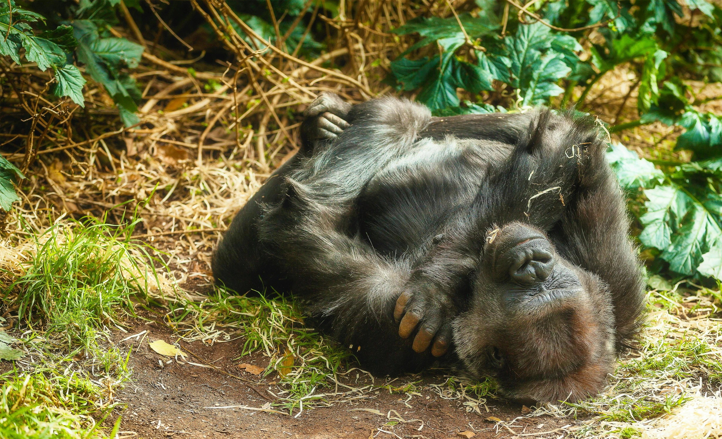 a gorilla laying down on its back in the wild