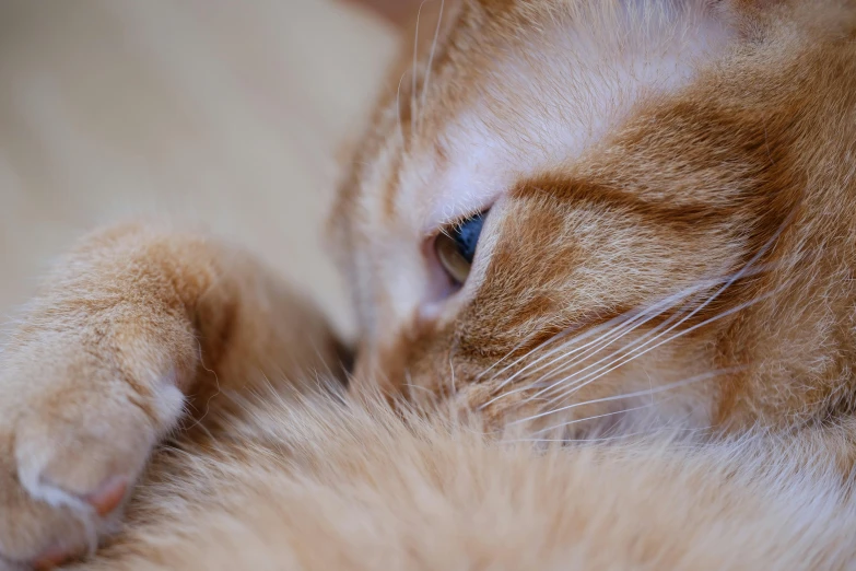 the cat has its paws on the pillow