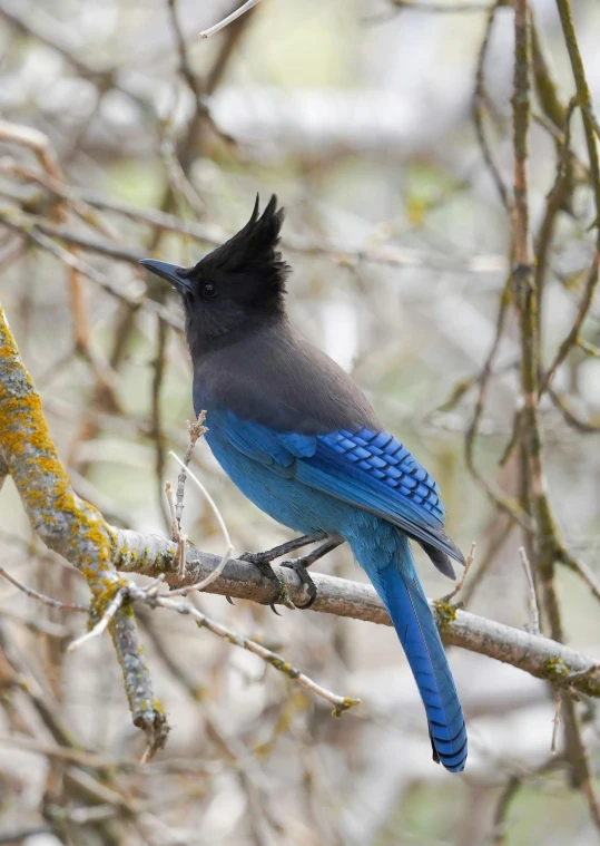 a bird that is sitting on a nch