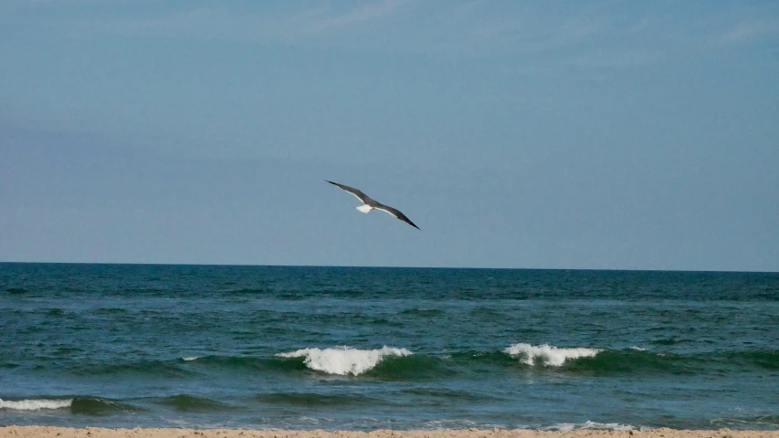 a bird flying above a body of water on the beach