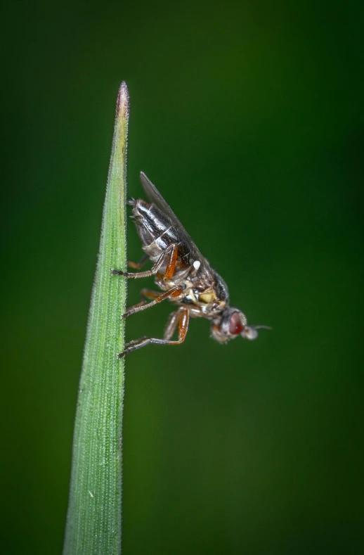 a insect that is standing on a green plant