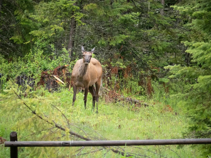 a goat stands in the grass near a forest