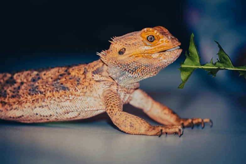 a lizard sitting on top of a table next to a leaf