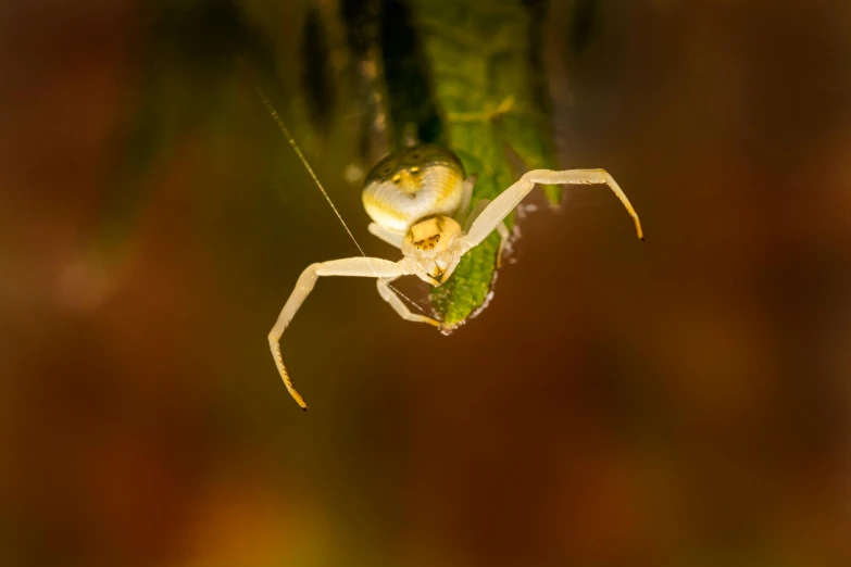 a spider that is on the outside of its web