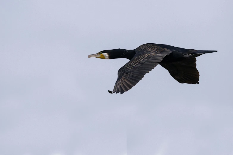 a bird with its wings spread is flying high in the sky