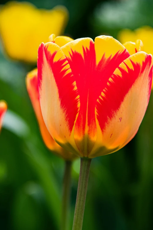 a closeup po of the top of an orange and yellow tulip