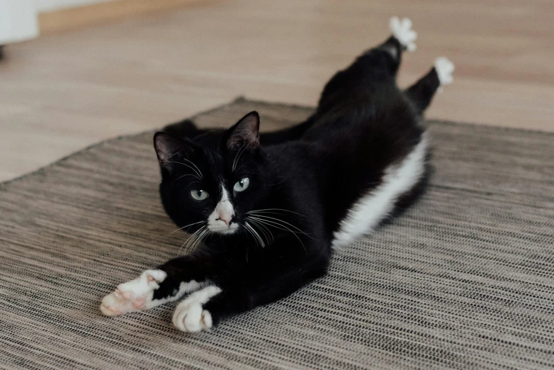 the cat is lying down on the rug