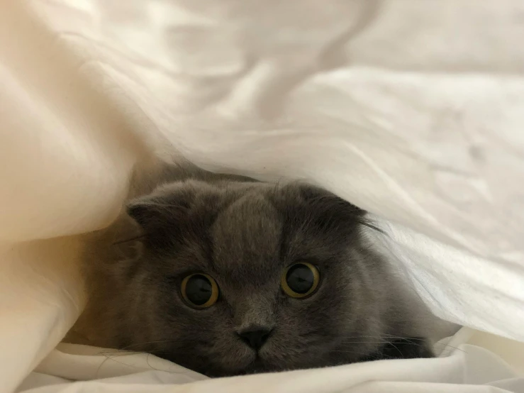 the cat looks out from under the covers of the bed