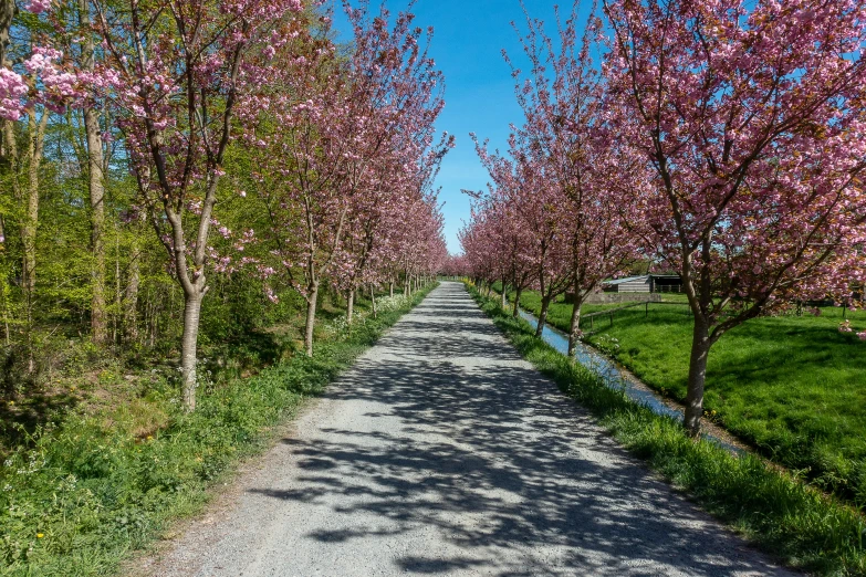 a tree lined dirt road and grass field