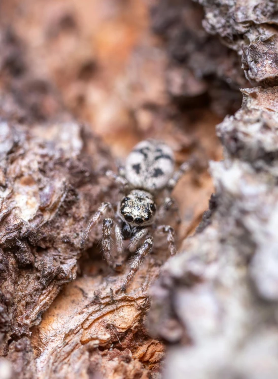 a spider crawling on some rocks with a blurry background