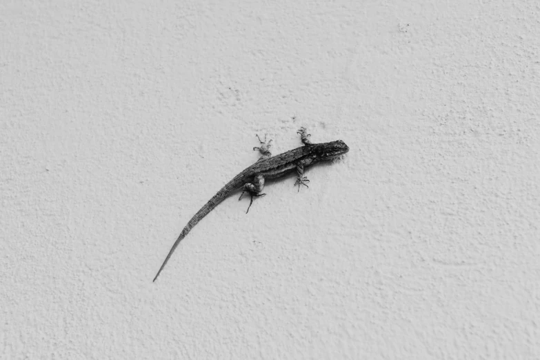 a lizard on the wall near its eggs