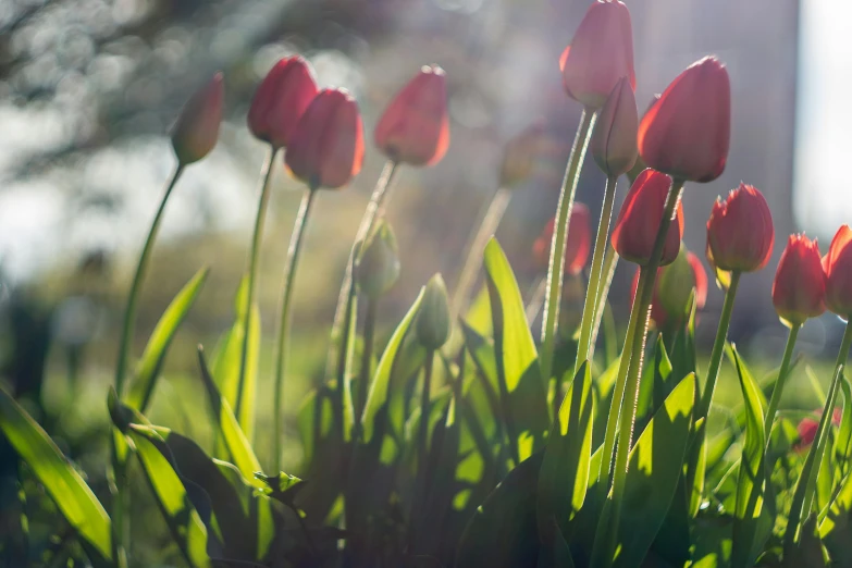 a group of red flowers are in a grassy field