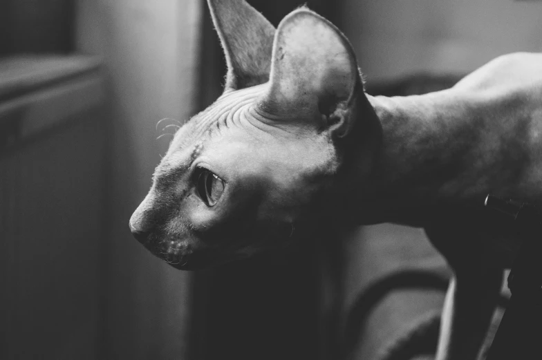 a hairless cat looking up into the distance