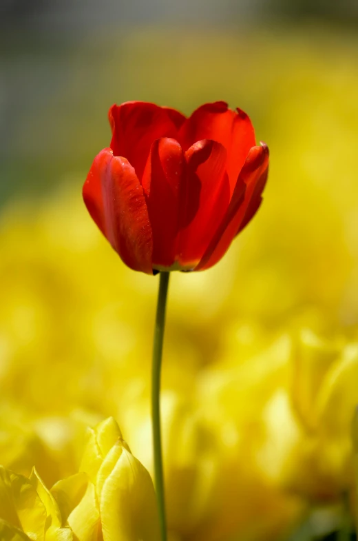 a bright red flower sitting among many yellow flowers