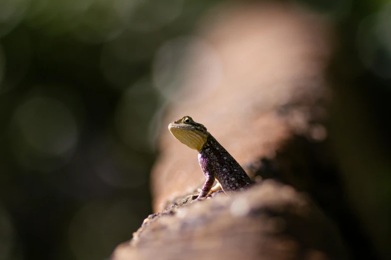 an animal that is on a wooden surface