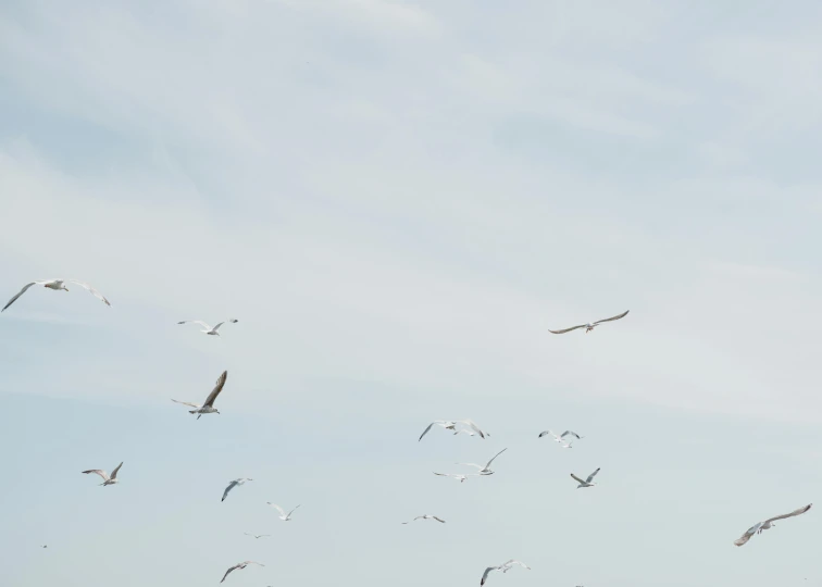 seagulls flying across the clear sky, flying away