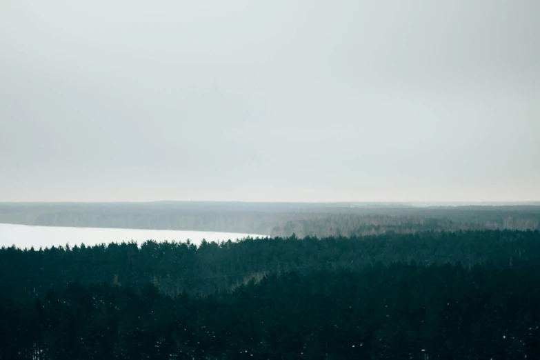 trees on the edge of the water with fog