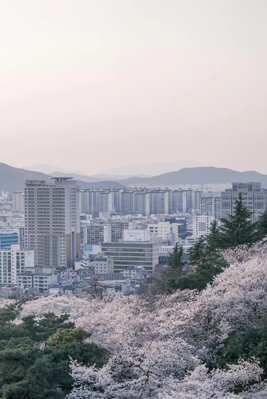 a city view with lots of cherry trees