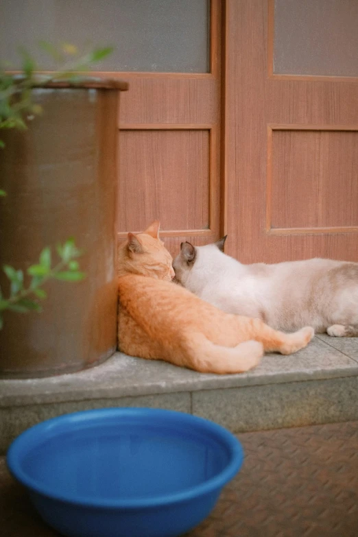 two cats that are standing up on a door mat