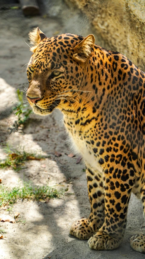 a large brown leopard standing next to a wall