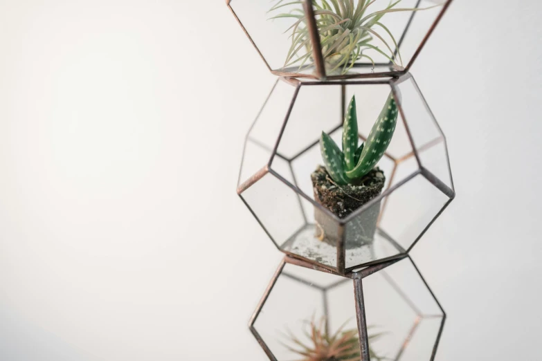 an unusual glass terrarium holding a small plant