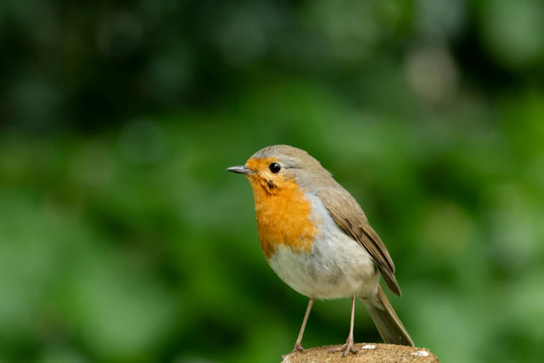 a small brown and orange bird sitting on a wooden pole