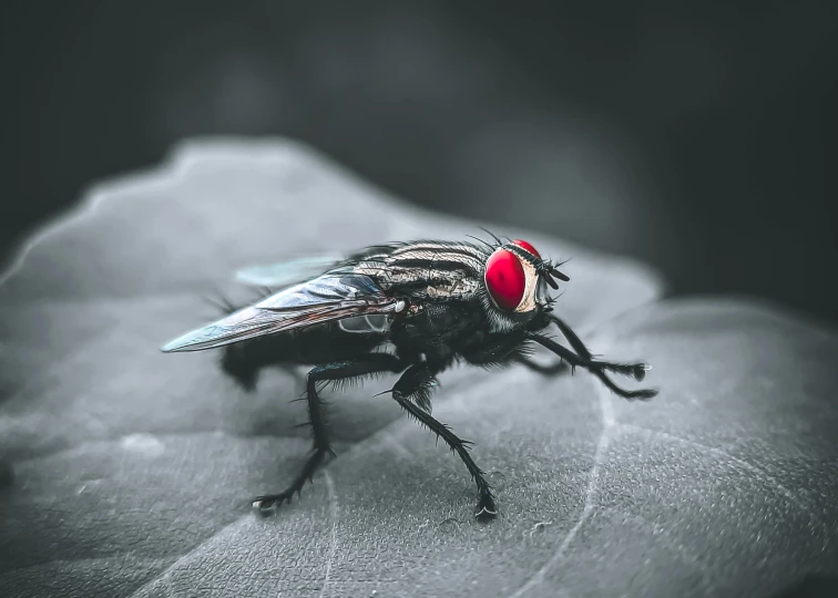 a fly sits on a gray, leaf