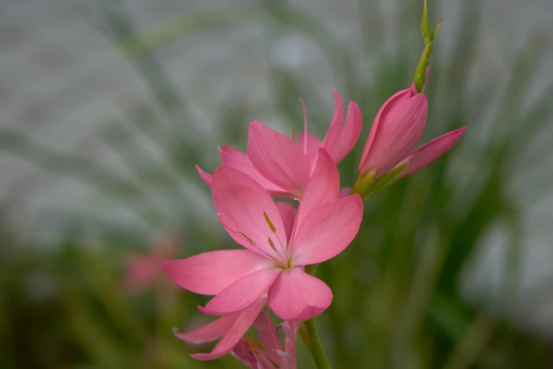 a flower that is growing in some kind of plant