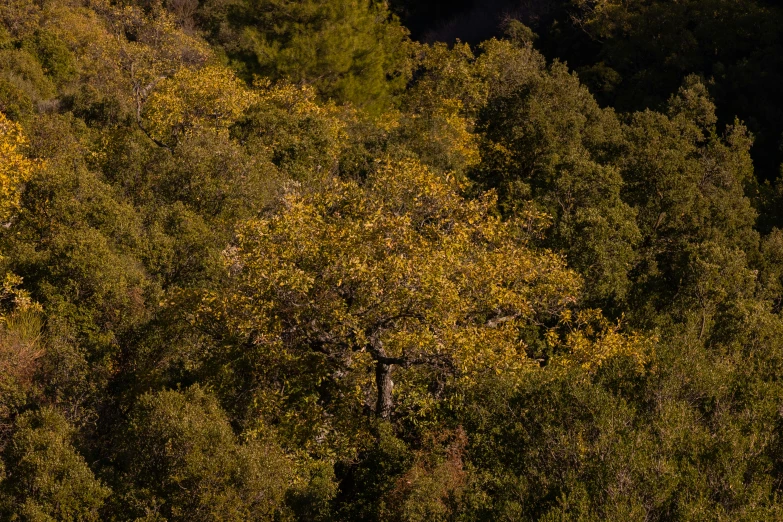 an image of forest with yellow leaves