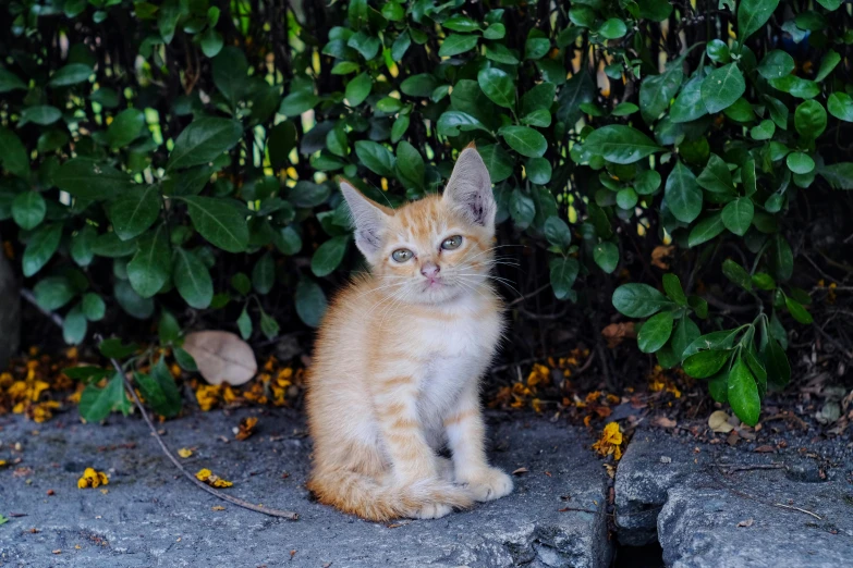 an orange cat sitting in front of green bushes